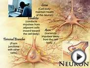 Description of A Neuron